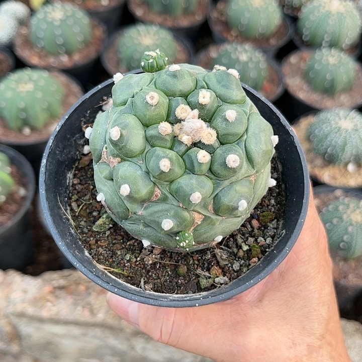 全部花朵青*泪11111111111111