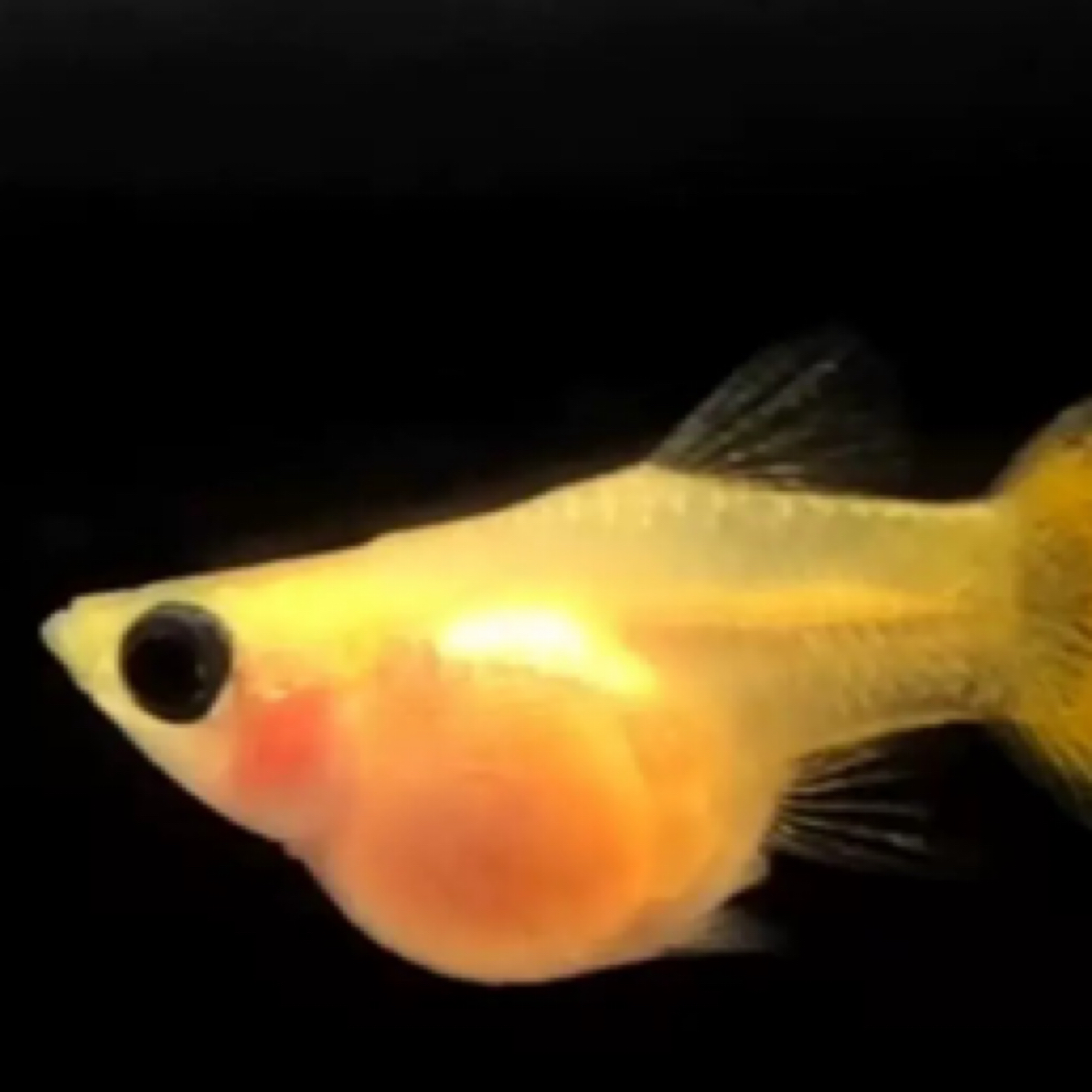 黄金红礼服黄蕾丝玻璃猫孔雀鱼（入缸不赔）偏远地区勿拍