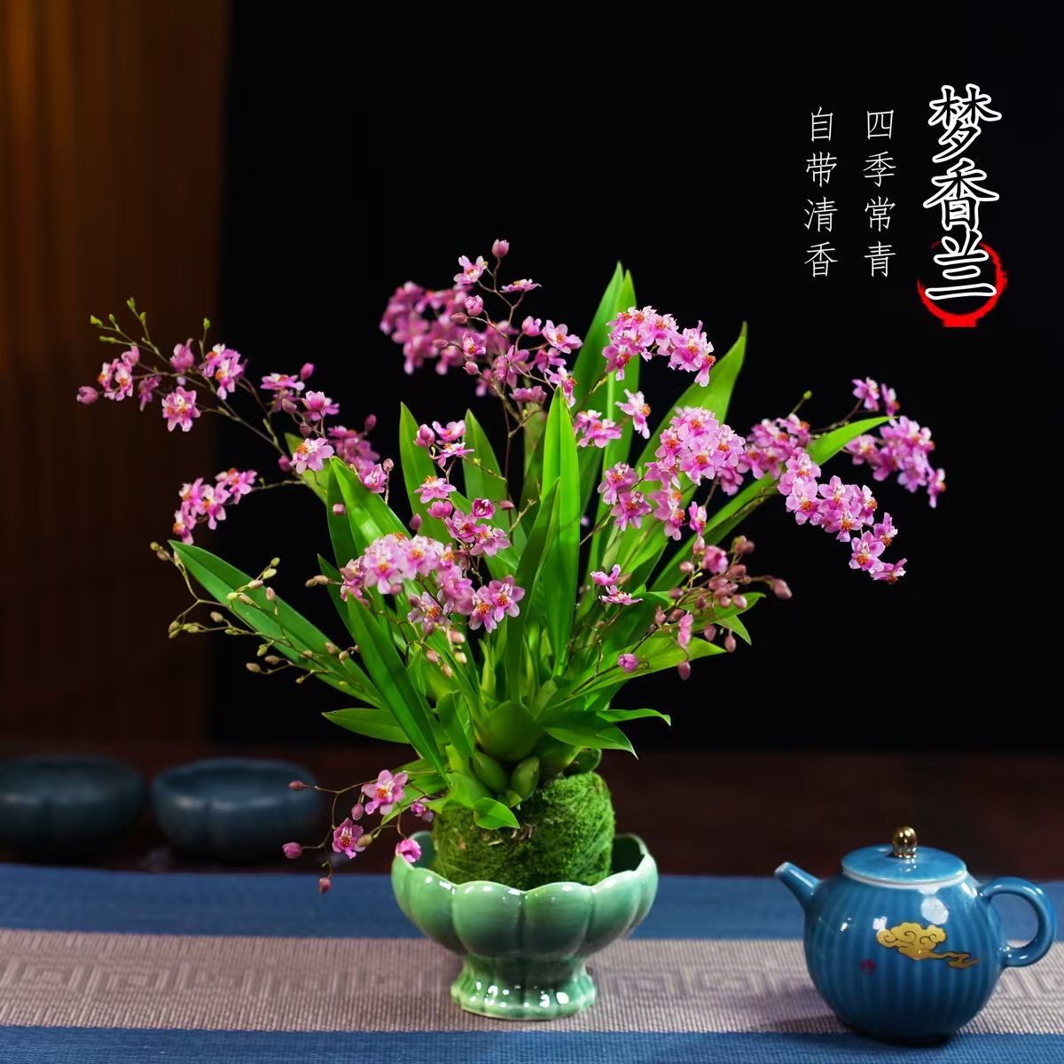 文心兰盆栽四季常青梦香兰花卉茶桌面净化空气花办公室绿植