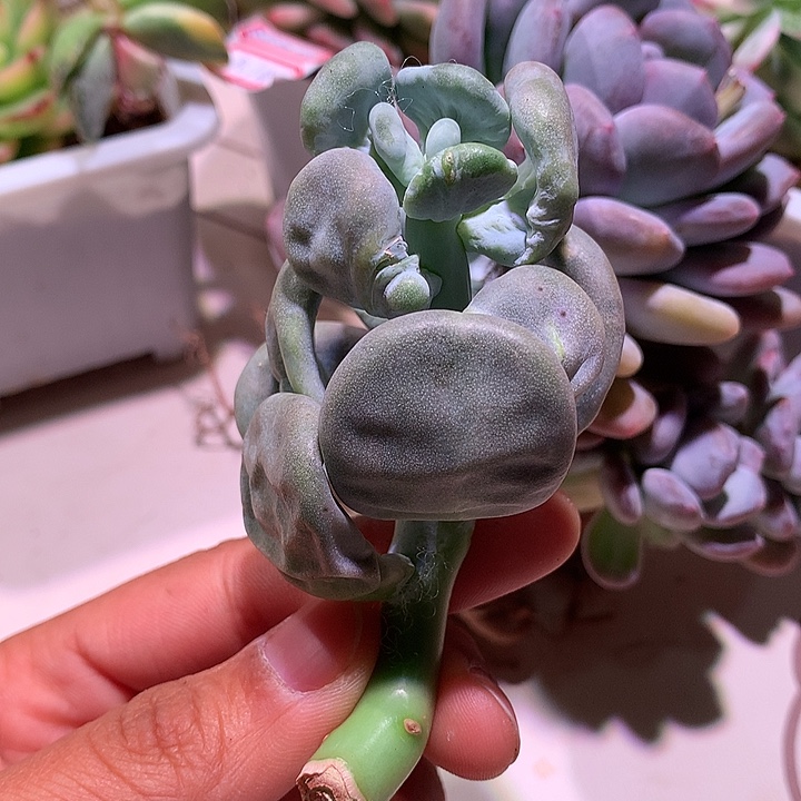 焱***.贝壳贝壳有杆子有根