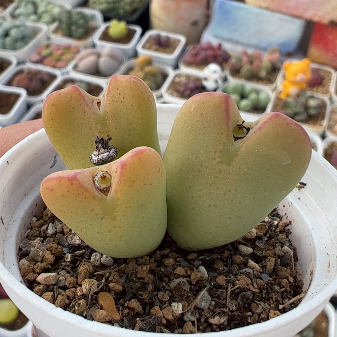 061多肉植物百科