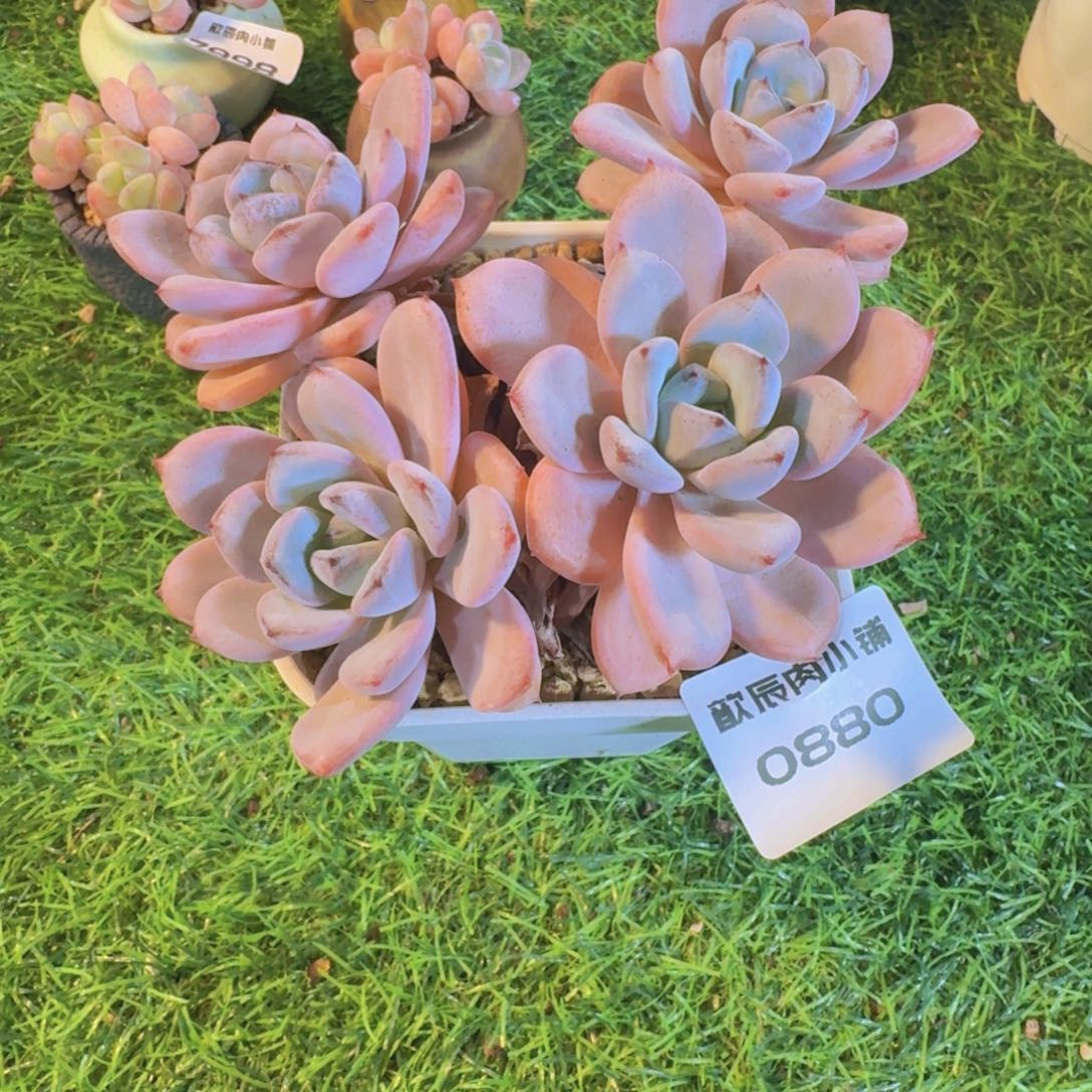 多肉植物星星雪0880