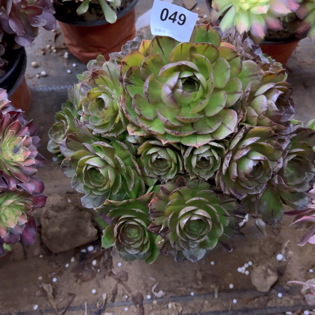 049万拉丝多肉植物法师