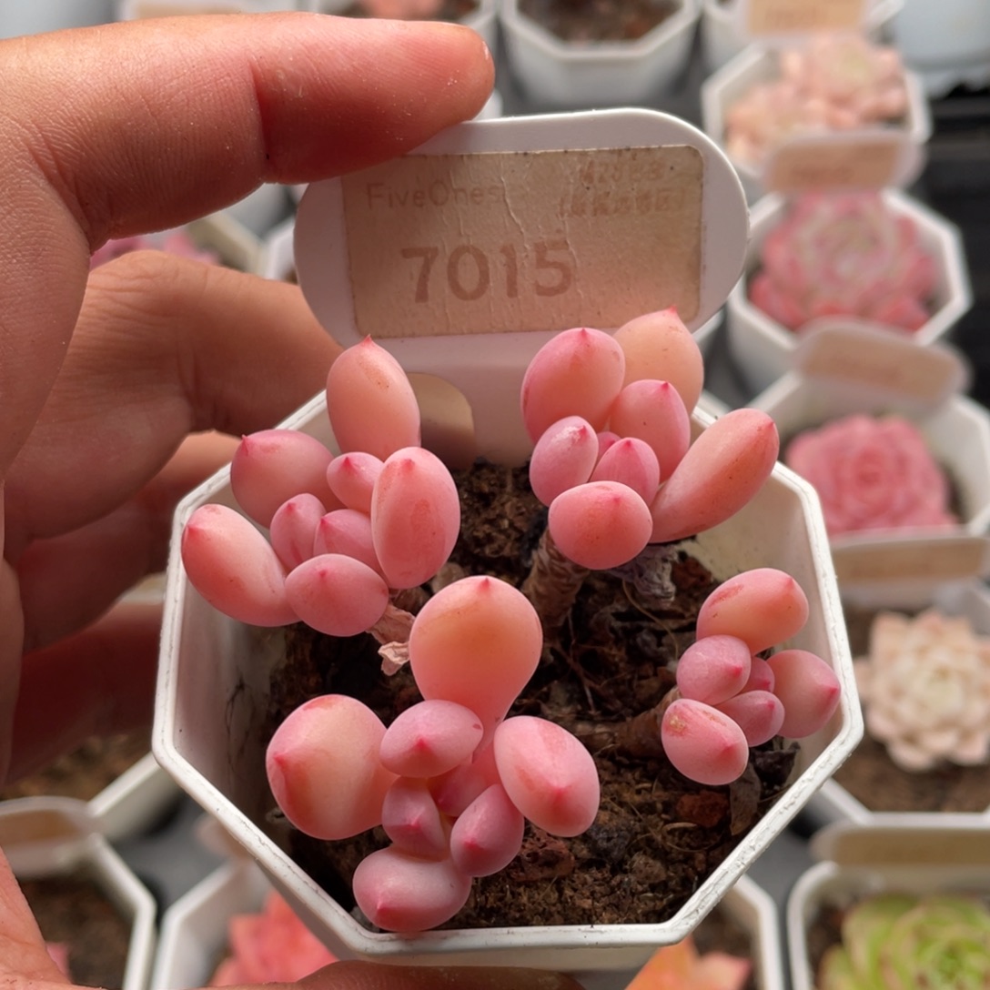 蜜桃霜7015-6.5厘米