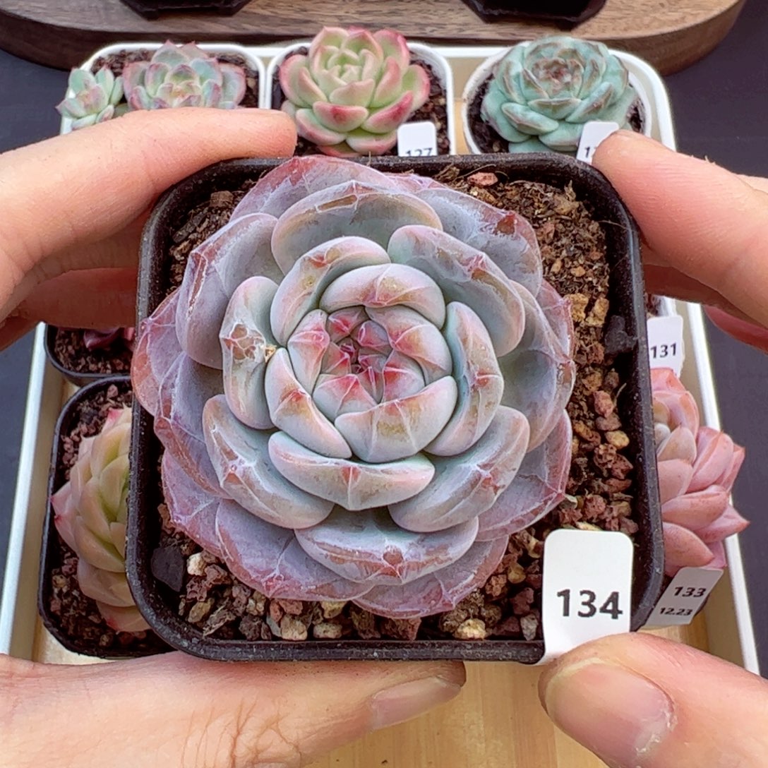 好好看134、哈哈哈