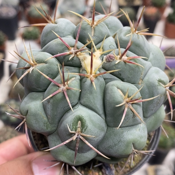 大号白肌天晃特价