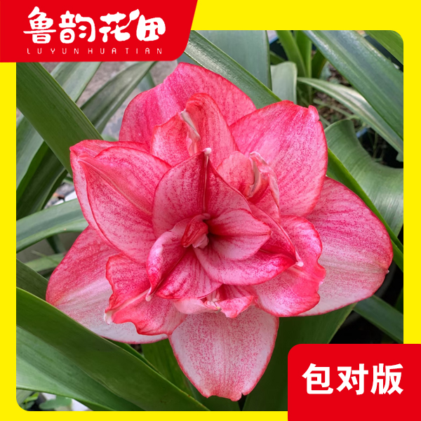 西瓜酒 澳洲  朱顶红重瓣包对版