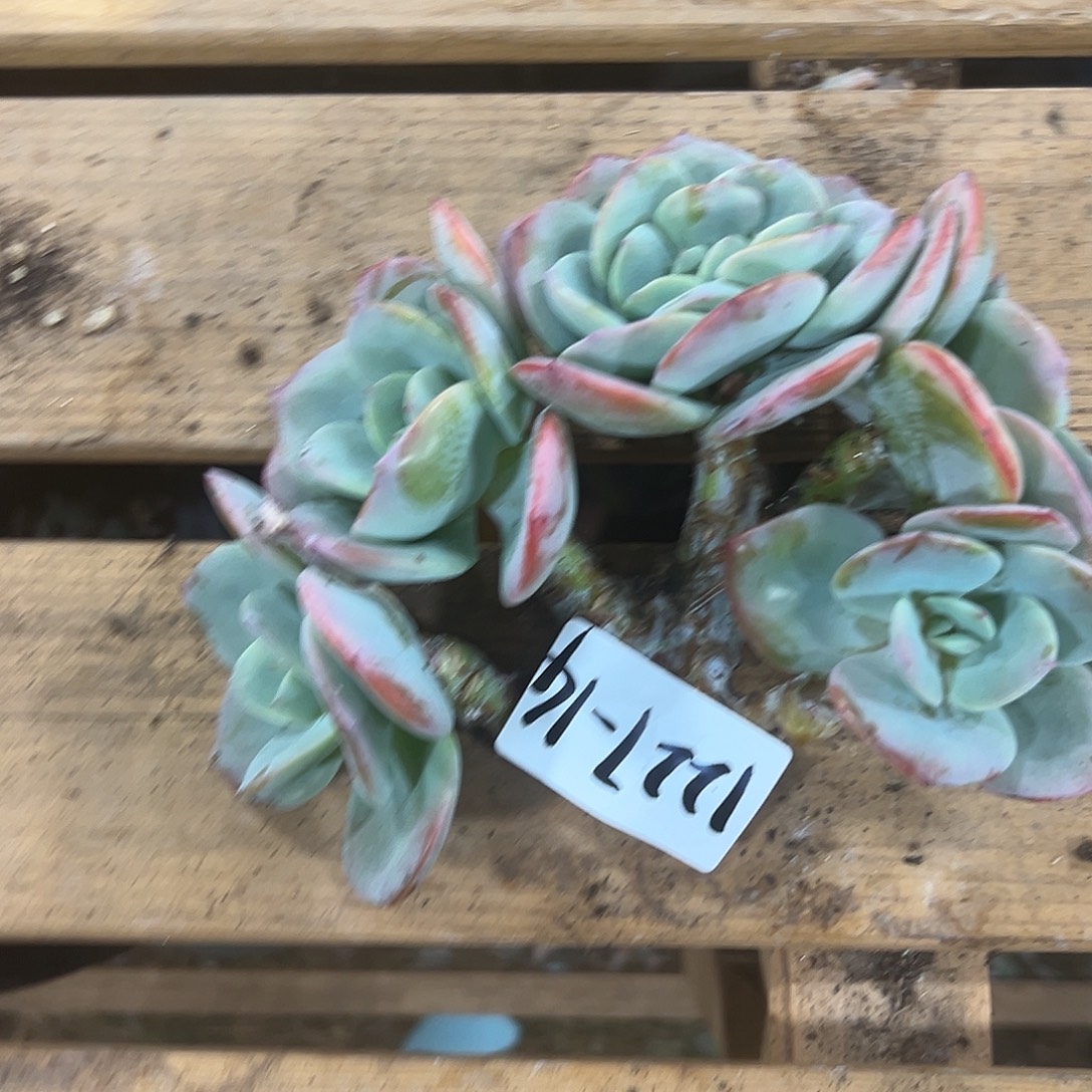 串***猫1227-14白凤缀多肉植物