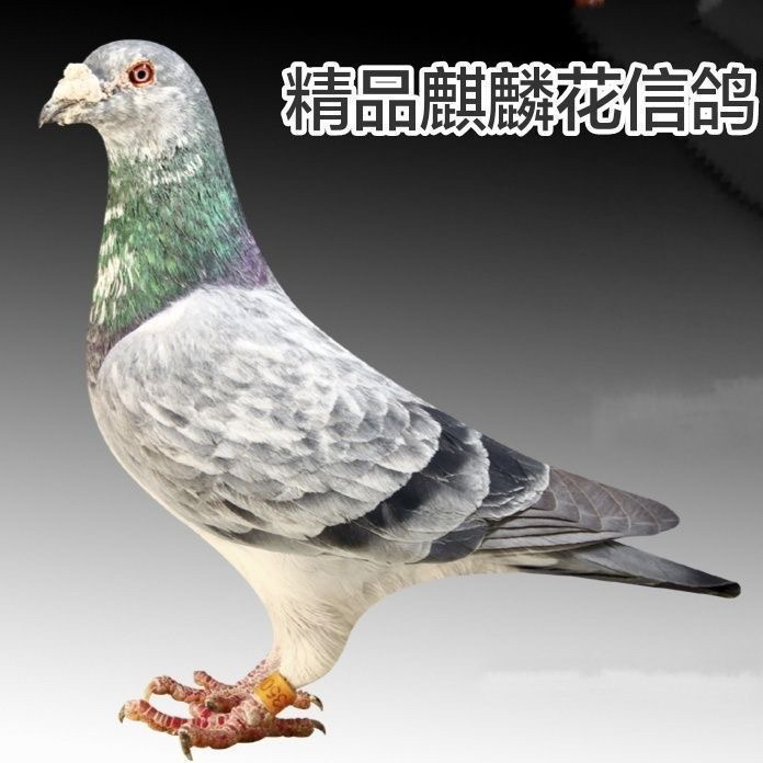 信鸽,观赏鸽快速名家大户天落成绩鸽血统詹森种鸽草窝