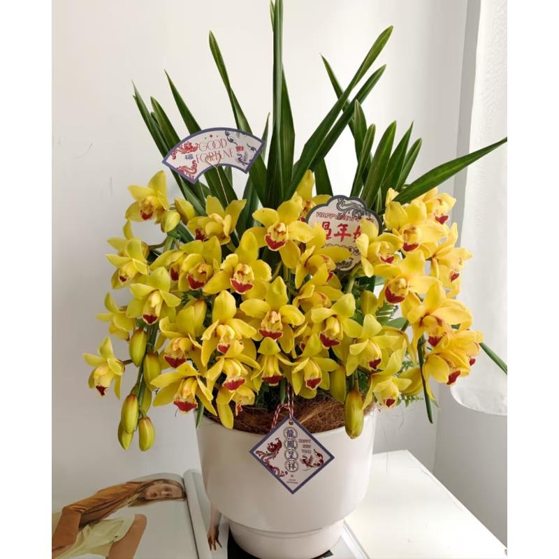 盆栽 大花蕙兰 全场任意两单顺丰/京东