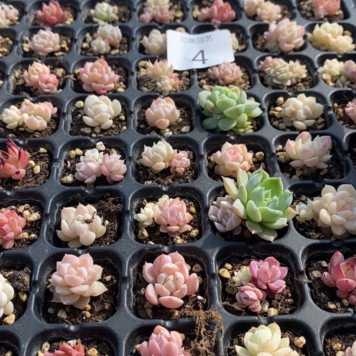 4 多肉植物盆栽花卉