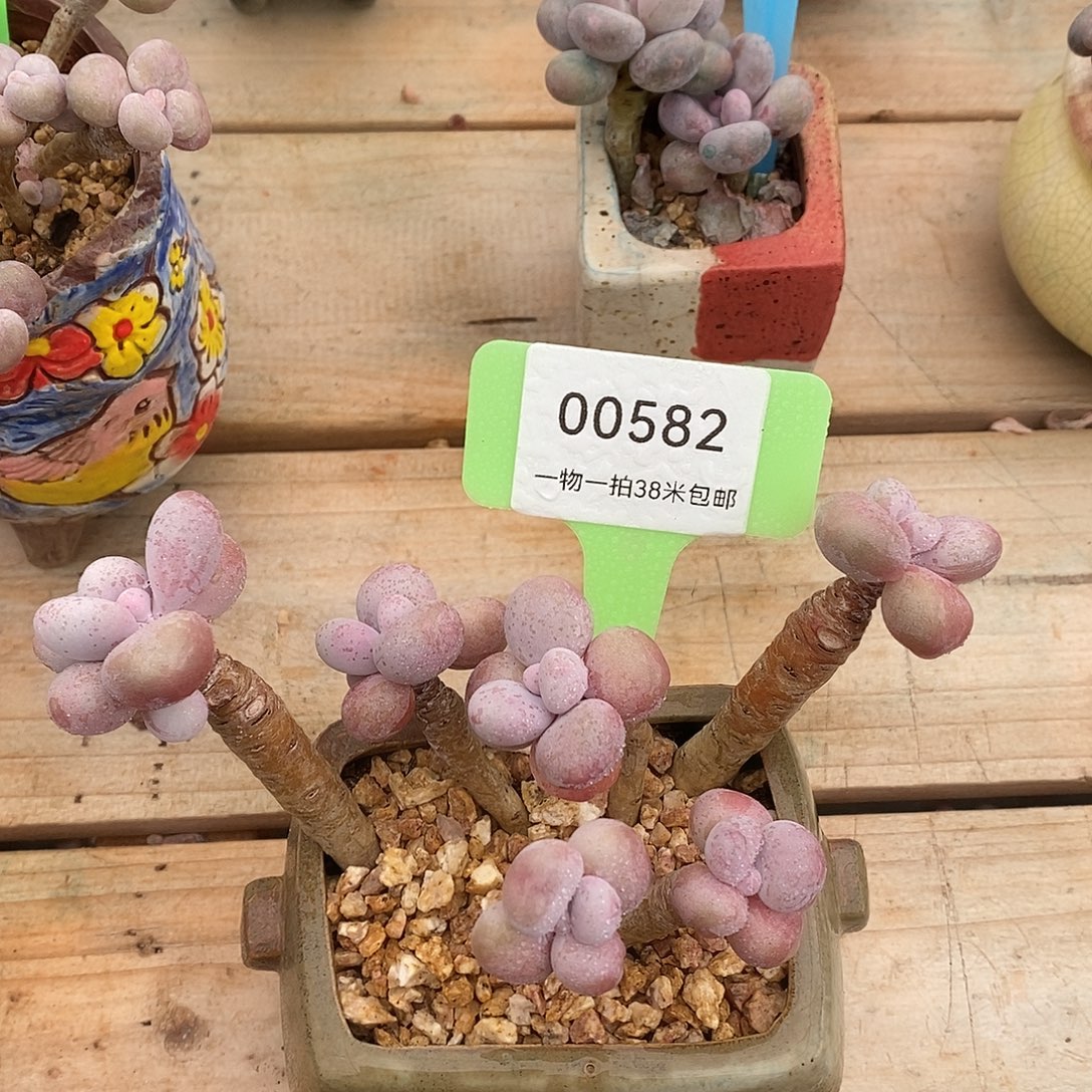 00582，，罗木架讨论