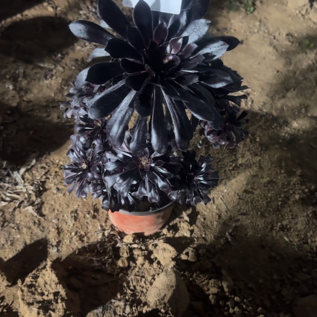 ?***?283号魔法师清棚不包损