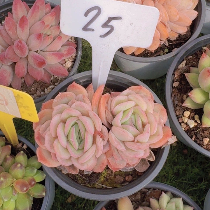 健健康康平平安安