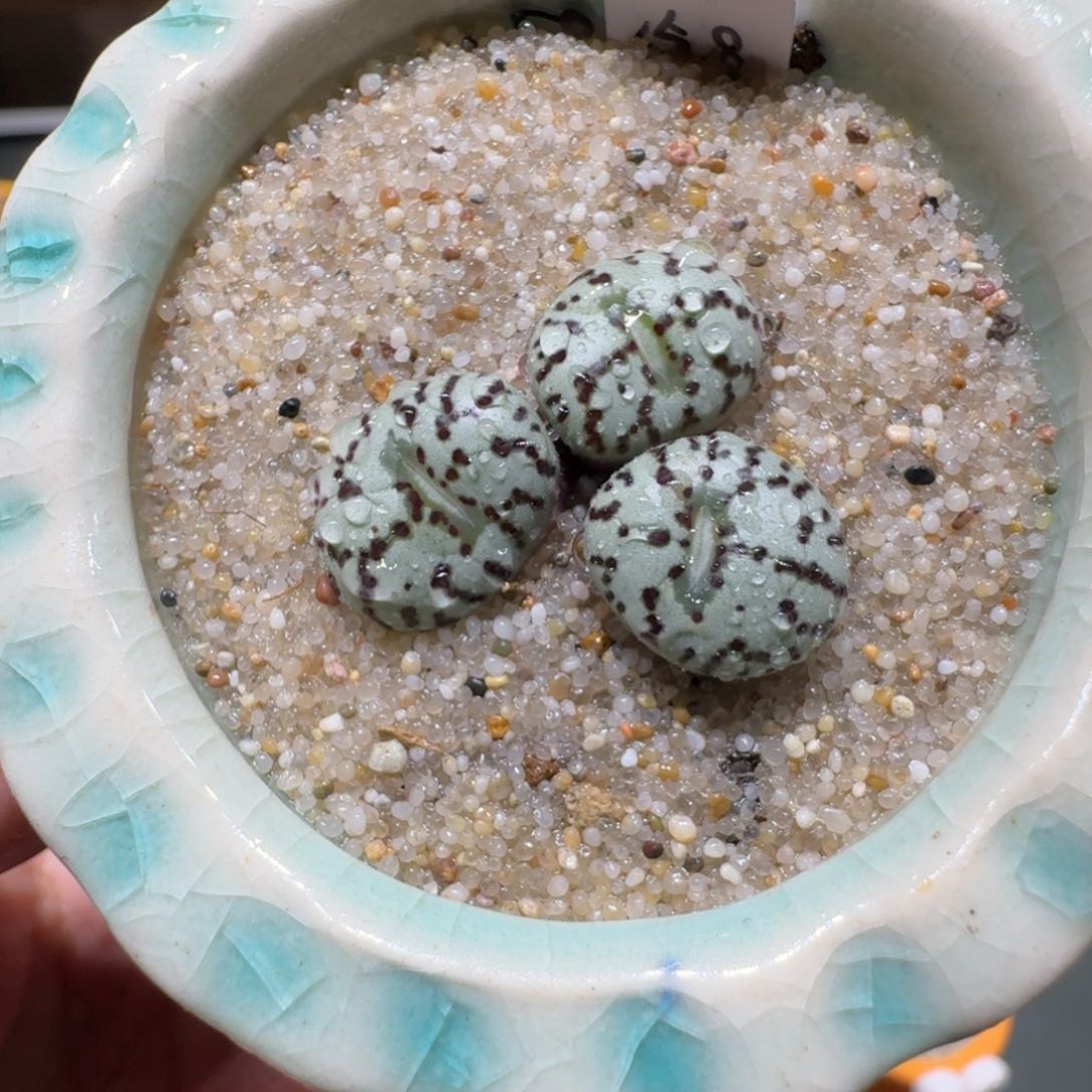 红陶蘑菇368安贞