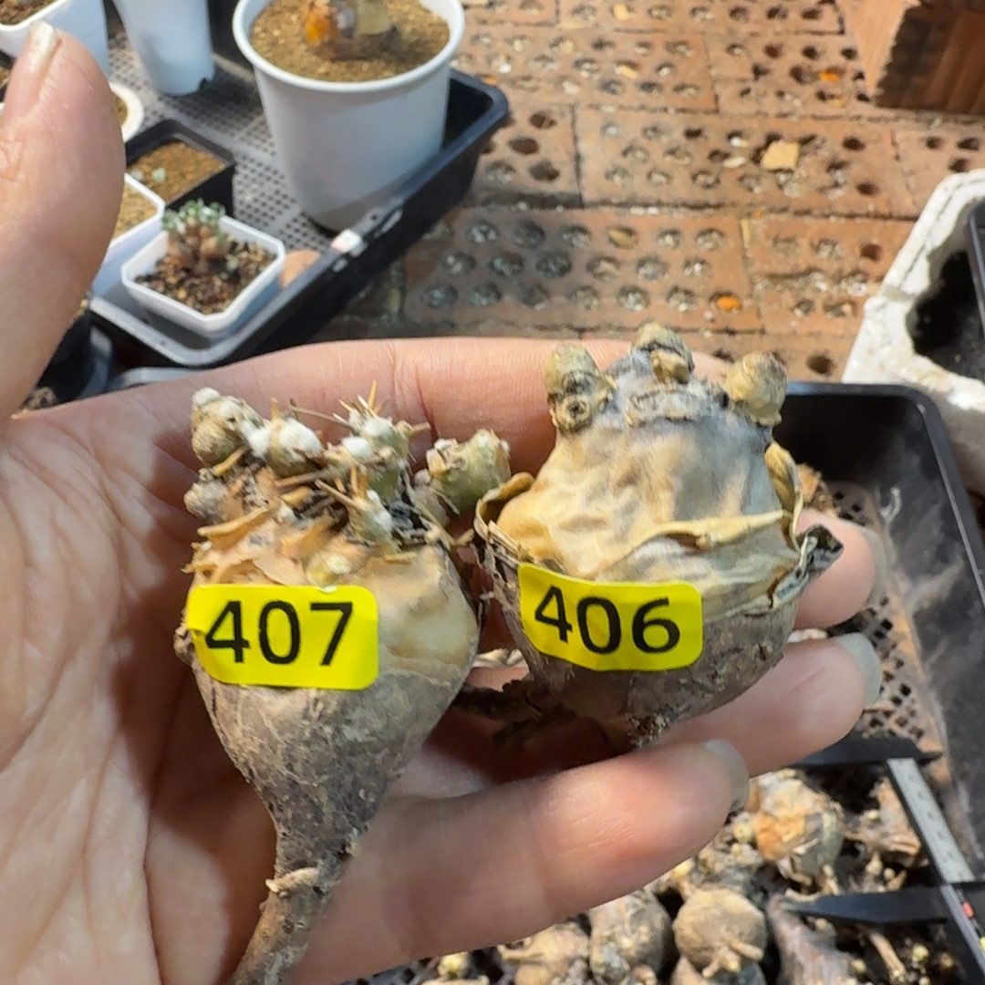 平***t开普敦厚墩菊406.407