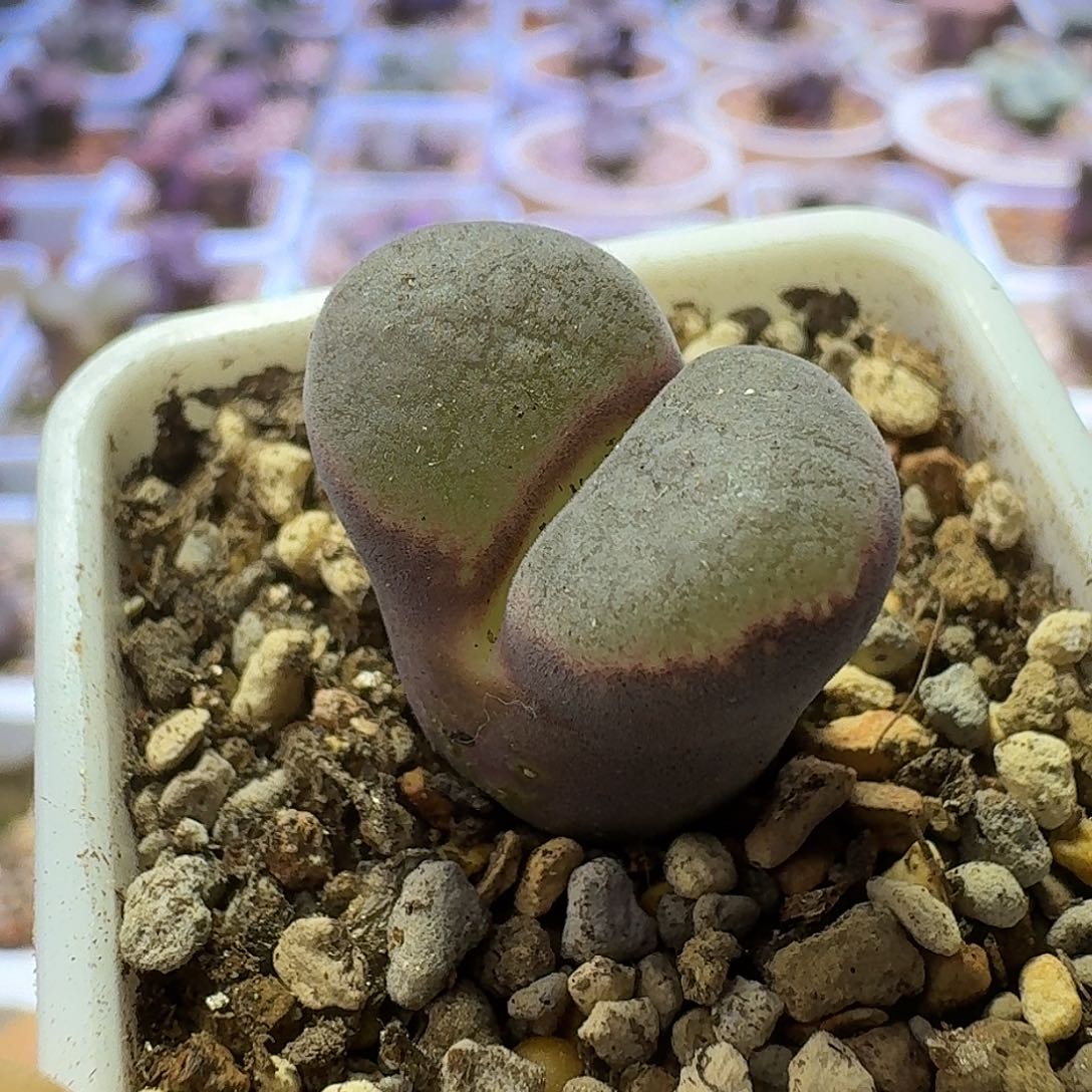 1号单头雪花窗风铃一物一拍1.9