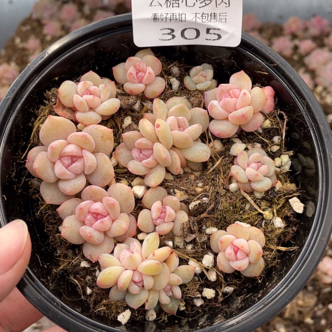云糖心多肉植物305