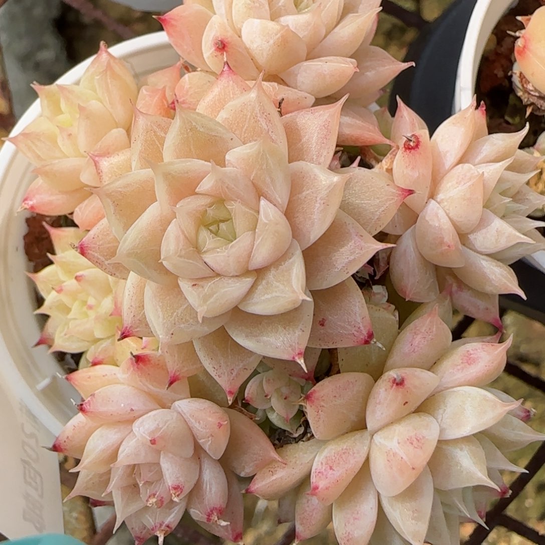 花语逸镜0214-138散