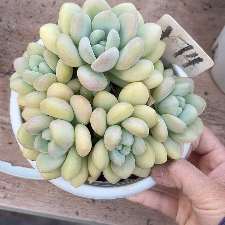 两单包邮，一物一拍74泡泡糖