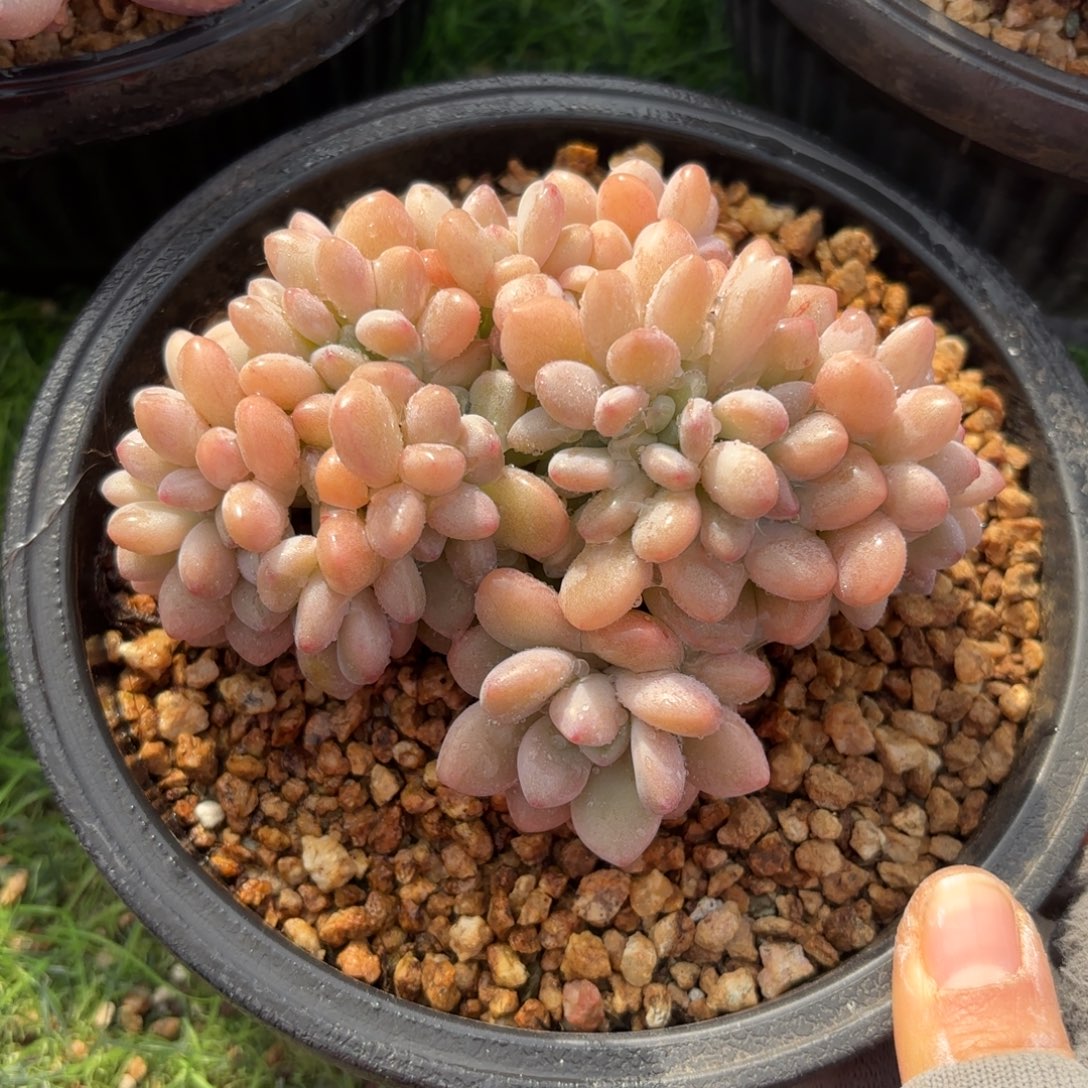 白鹭缀多肉88888888880