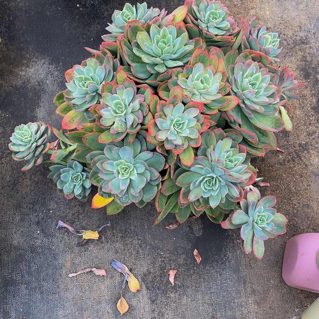 罗***粉绮啰仙子多肉植物大 物流到付