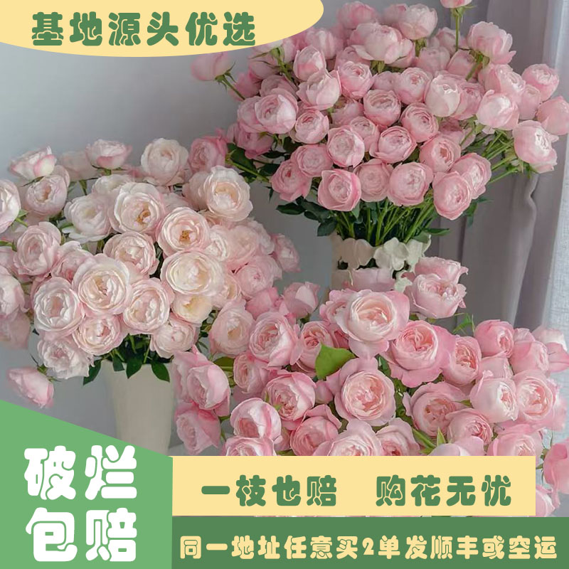 【基地源头优选】 多头草莓杏仁饼玫瑰     任意两单发顺丰或空运