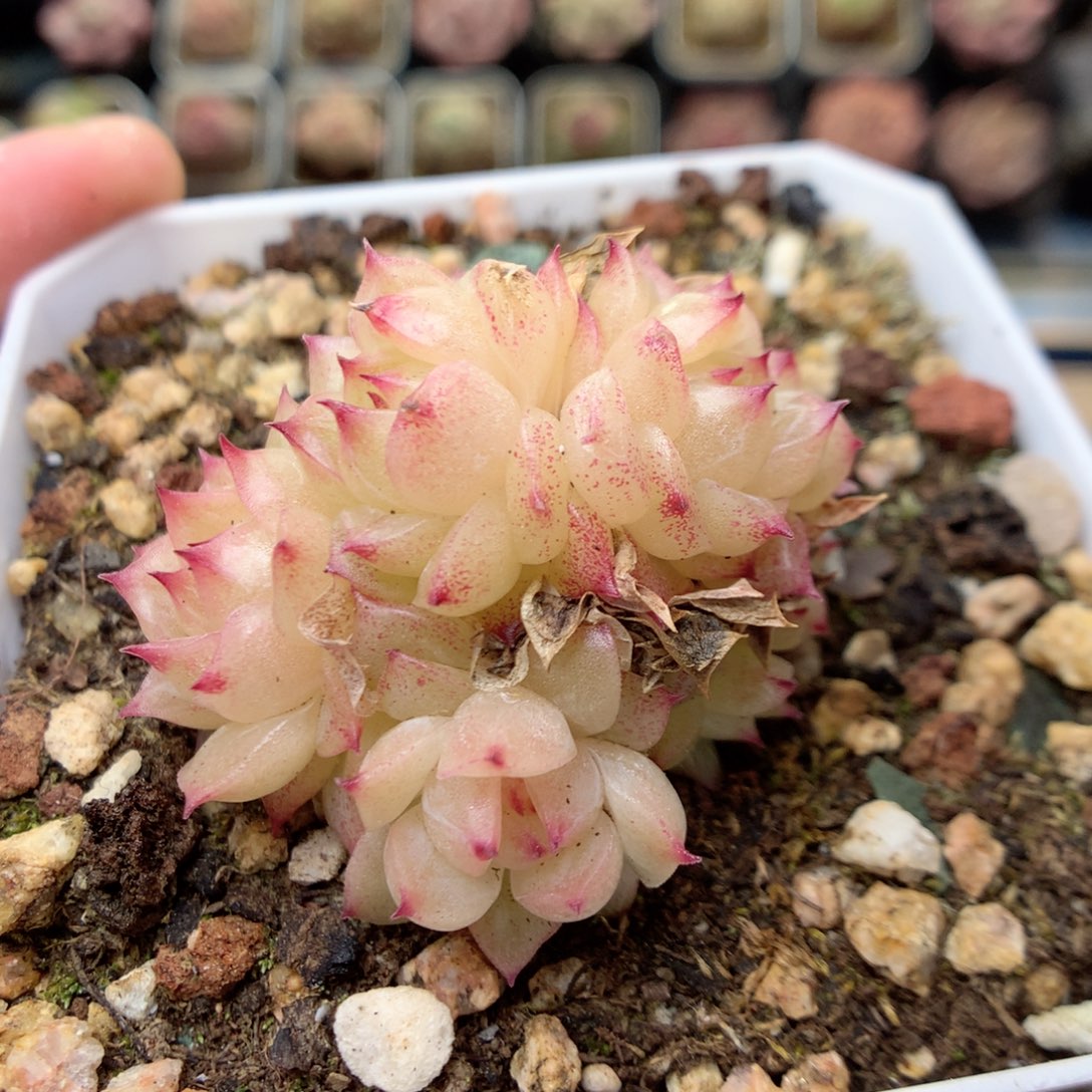 G38 ，柿子多肉20包邮两天凑单