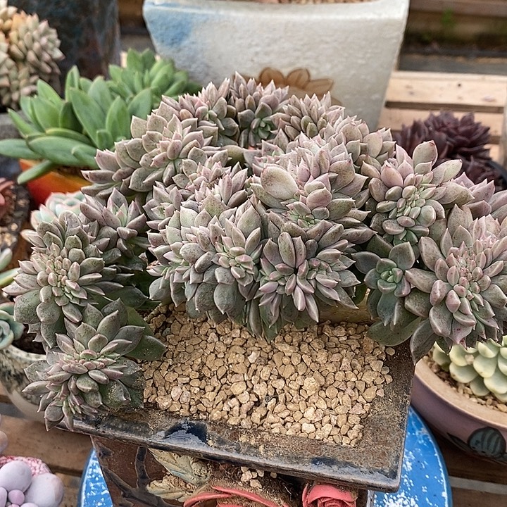 梦***萍多肉植物肉肉植物