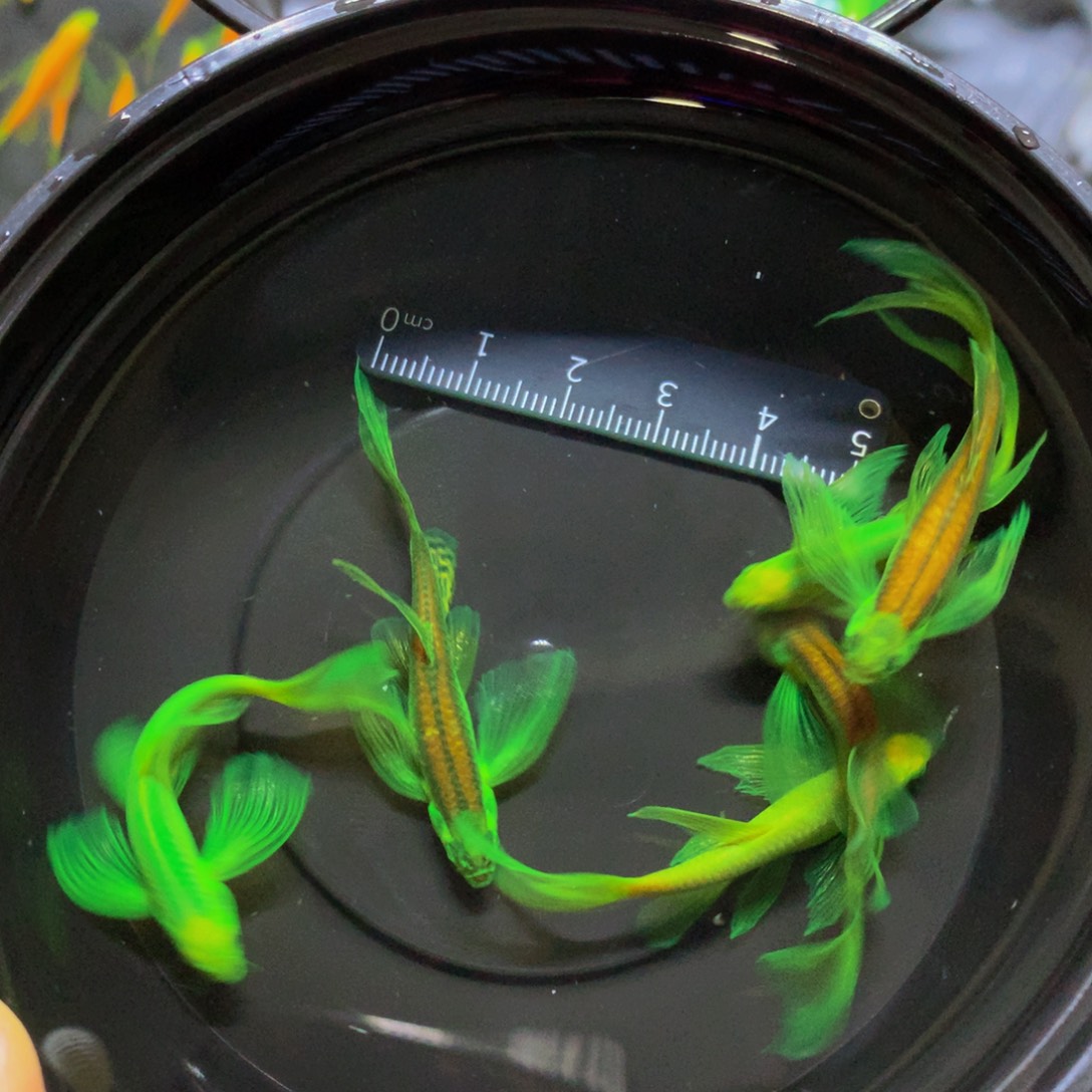 斑马鱼大号蝶翼斑马混搭6条（4-5厘米）