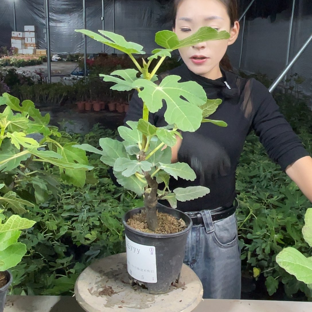 *****格莱斯无花果果苗