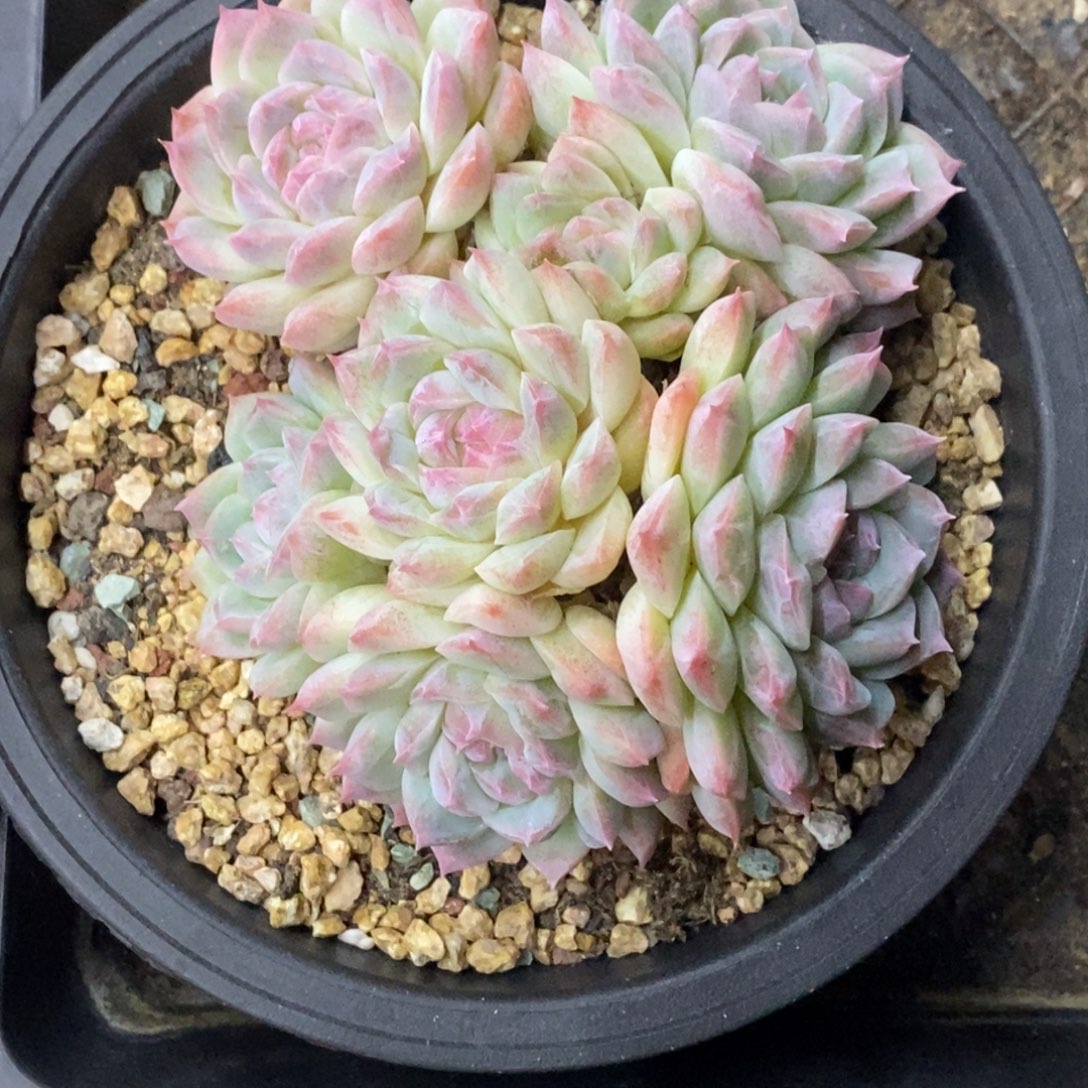 精品多肉一物一拍不包整497