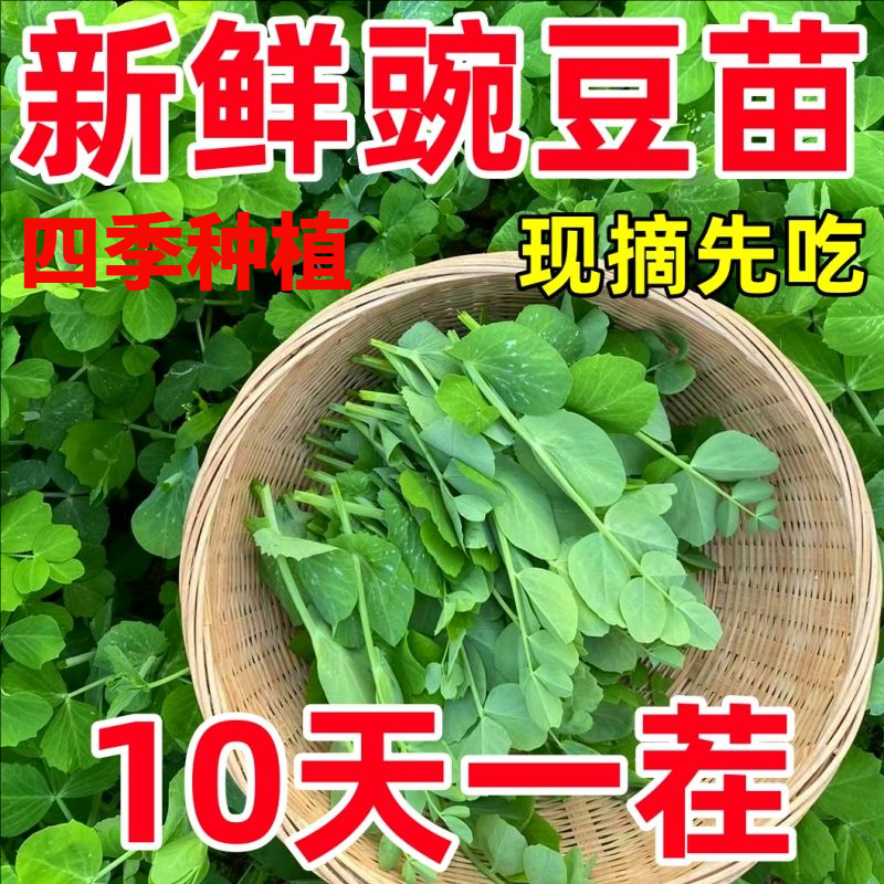 菜籽豌豆苗种子豌豆尖种子四季易种阳台盆栽芽苗菜秋冬蔬菜种子