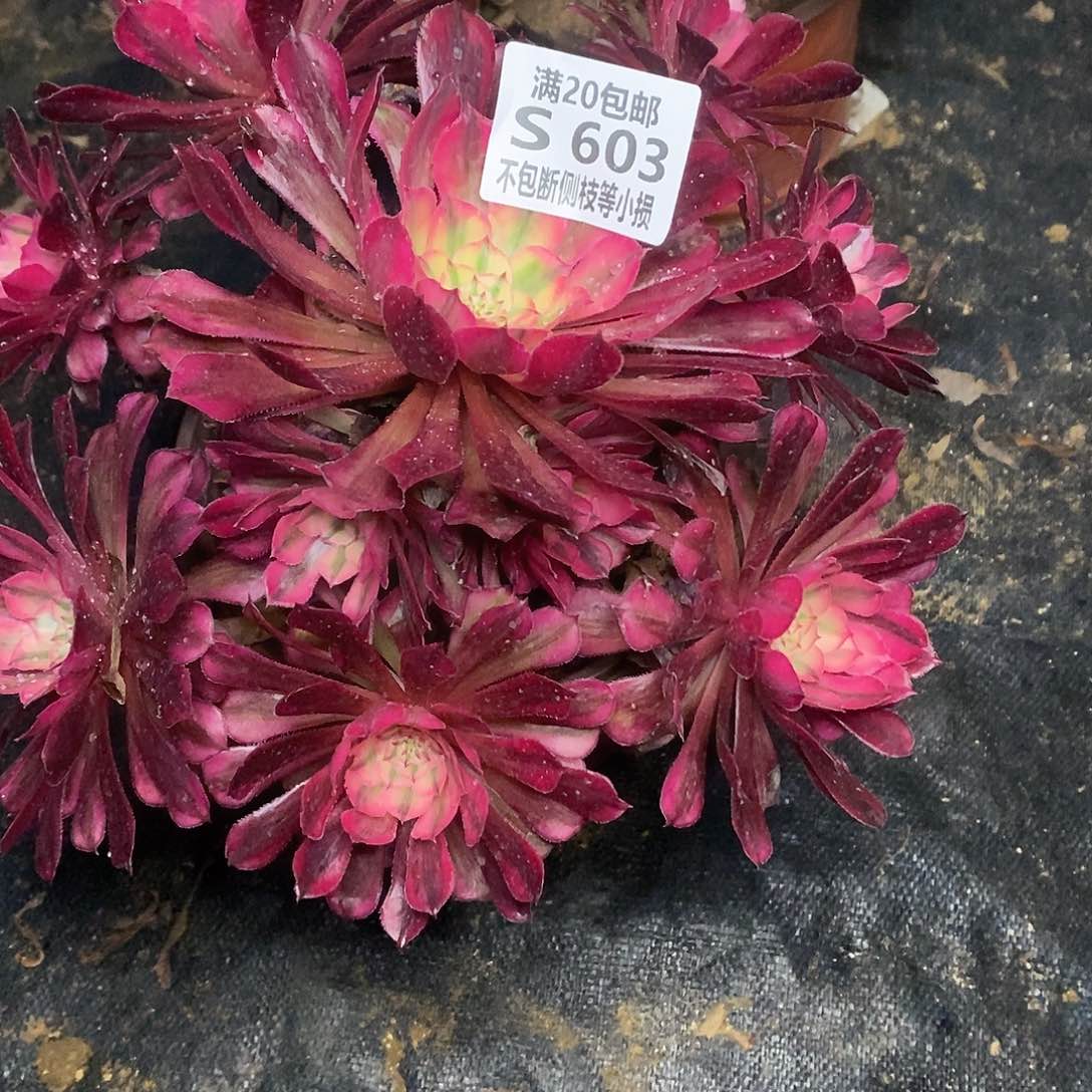 603红铜壶超白锦多肉