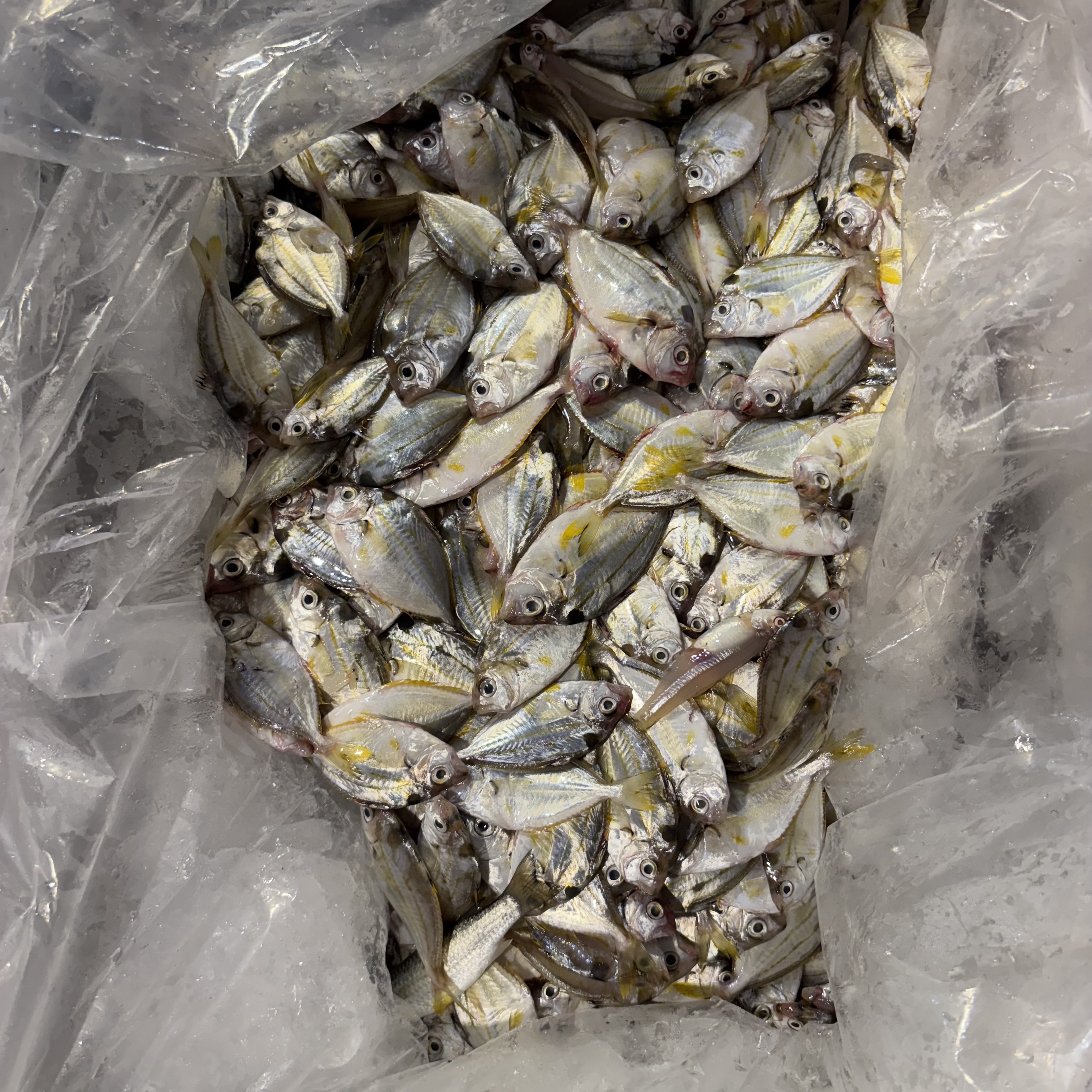 流潺仔 油刺 油鳓鱼5斤（不算个头）嫌小勿拍   原条发