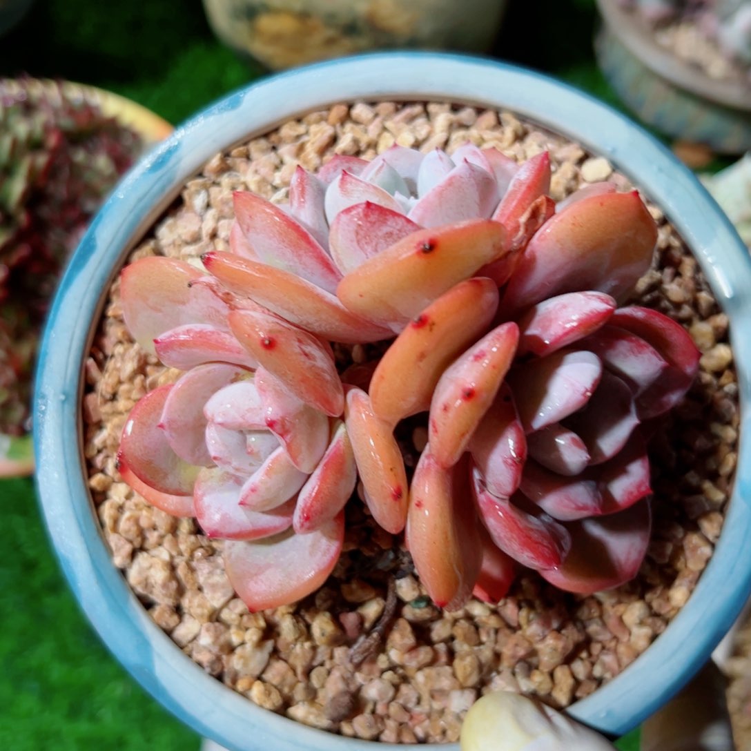 自然群奶茶多肉植物