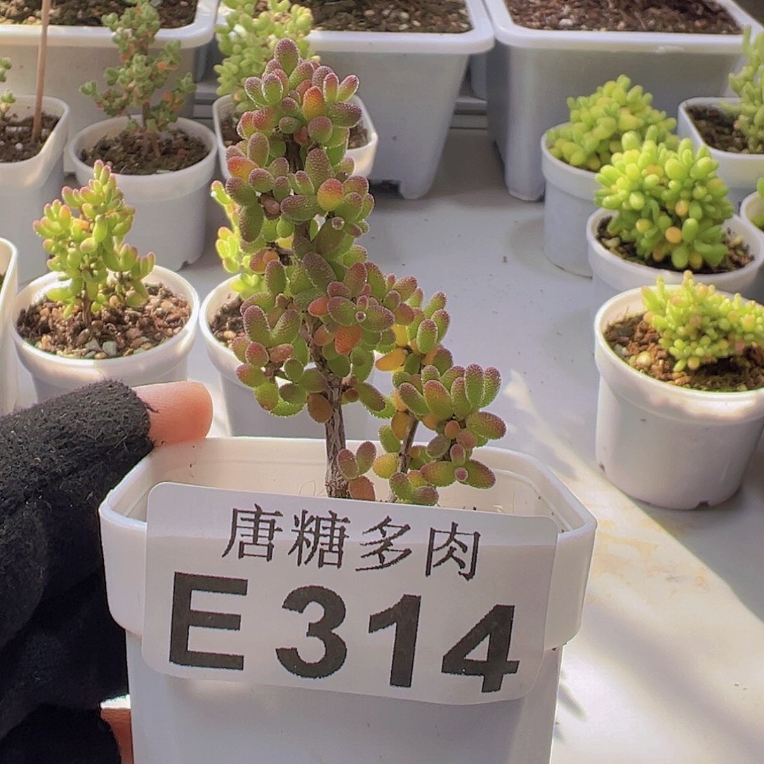 糖球骚粉枝干番杏314