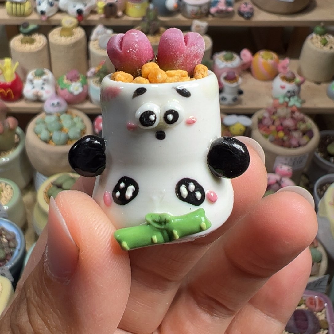 多肉植物115号拇指盆