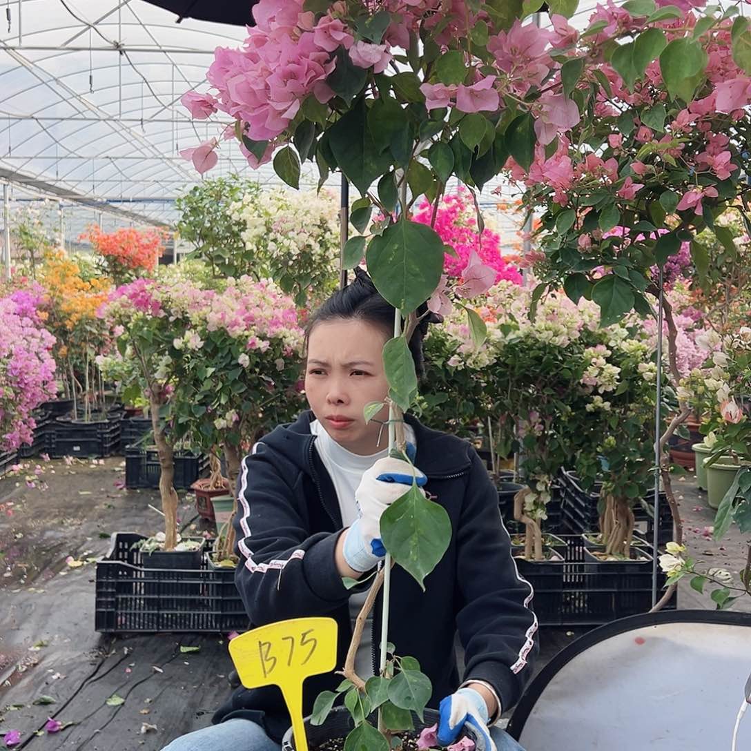 你****大部分花苞少量开放B75暗斑丽人