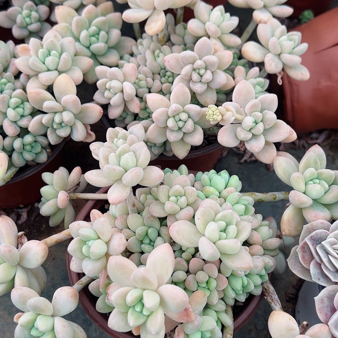 奶酪蛋糕两盆120杯