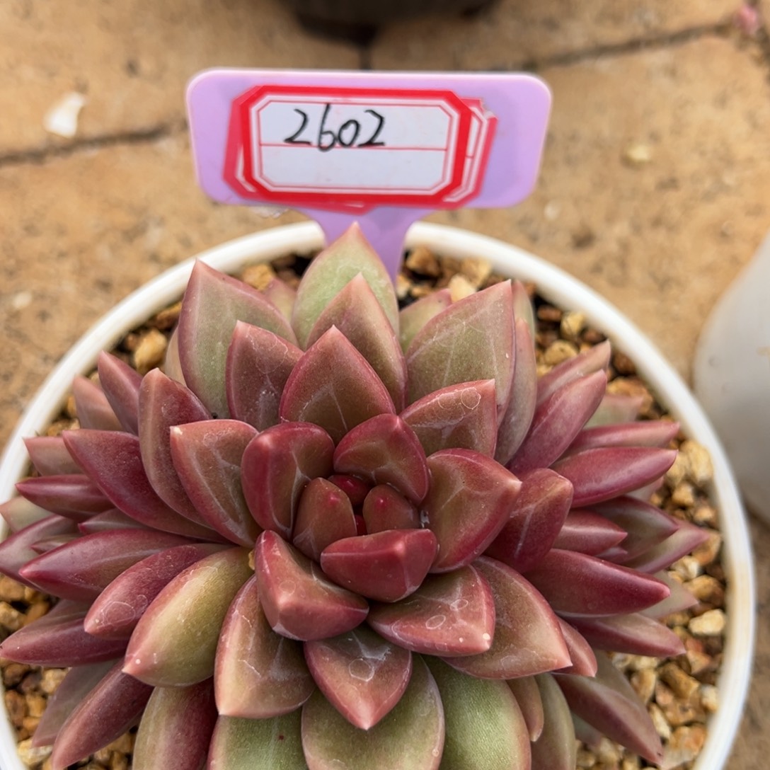 2602。                   