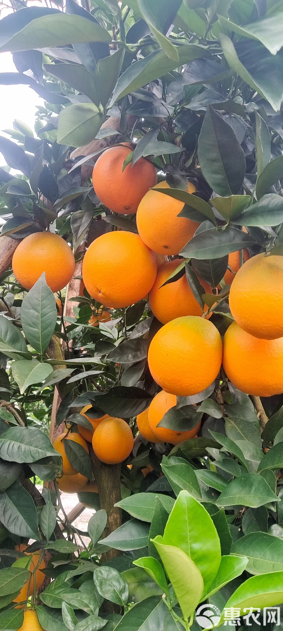 【恐龙湾小吴】专属云阳普安农家脐橙现摘现发包邮到家