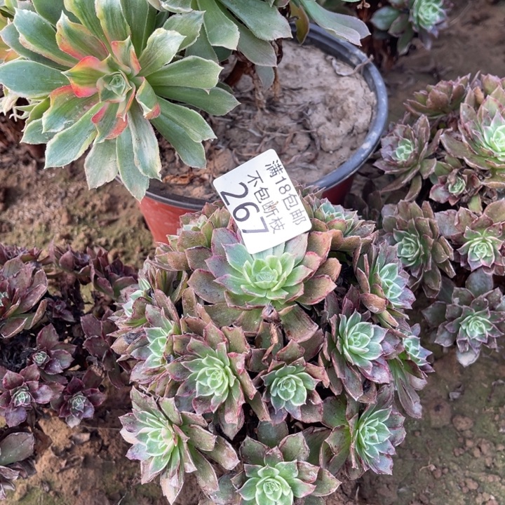 267水晶莲花小手捧2