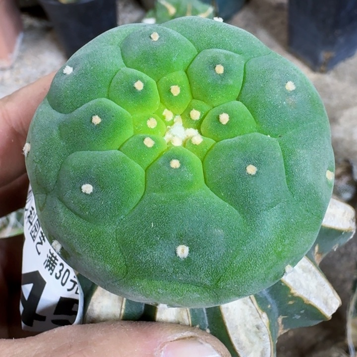 福利苗接佛头745