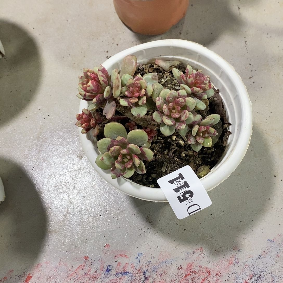开*、511花旦多肉植物