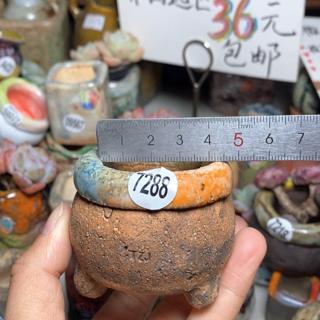 花盆拍3送一个小礼物