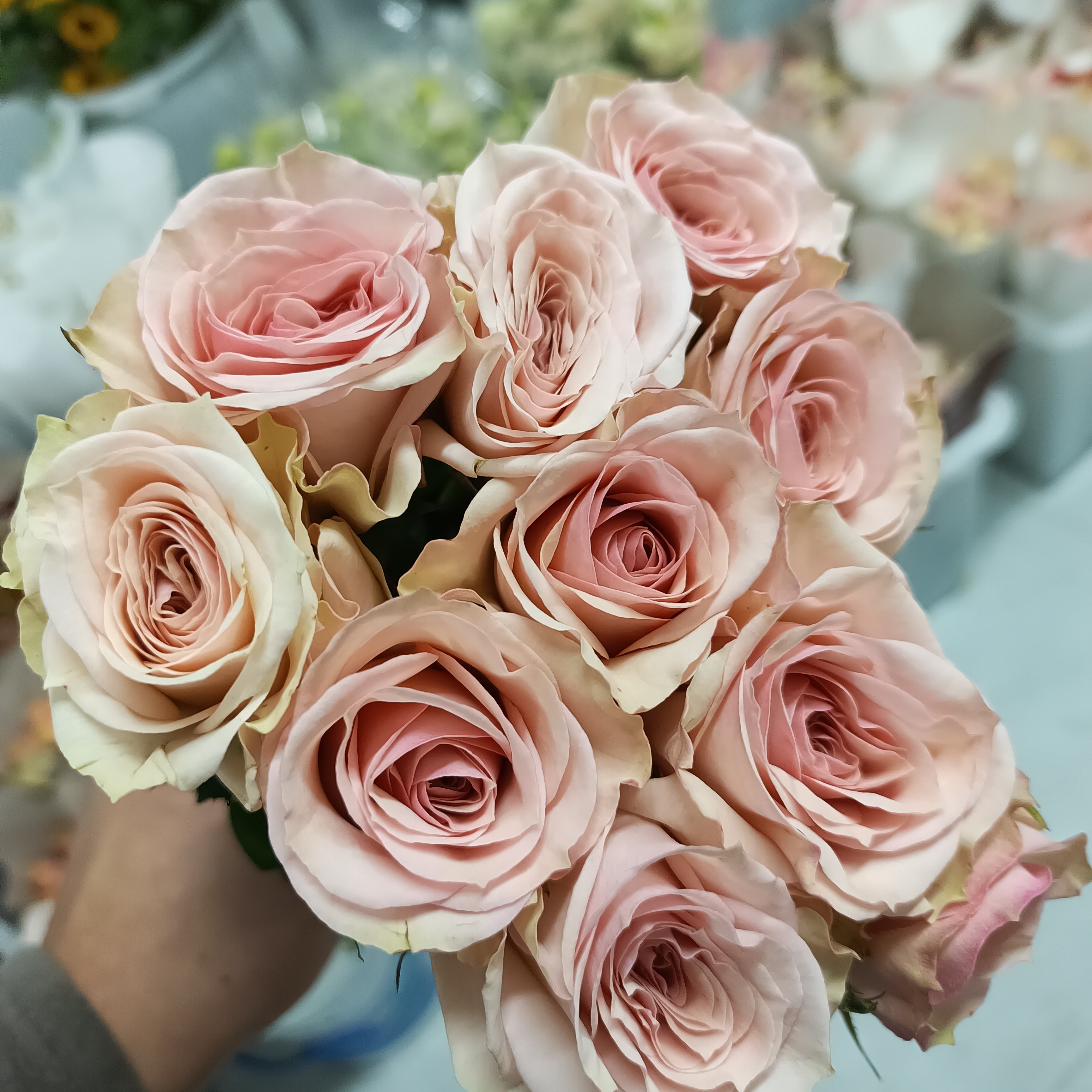 【粉佳人玫瑰10支】满28元京东包邮到家