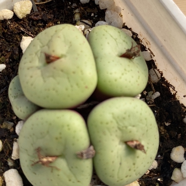 454吕氏大饼一群