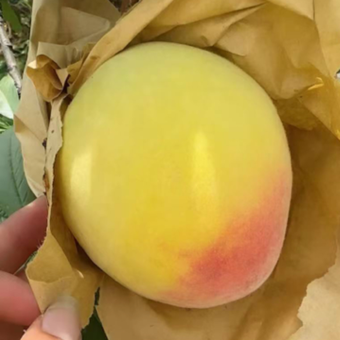 奉贤黄桃当季新鲜水果
