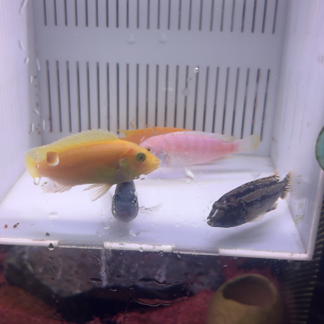 慈鲷鱼新手慈鲷套餐组合5条6-8厘米